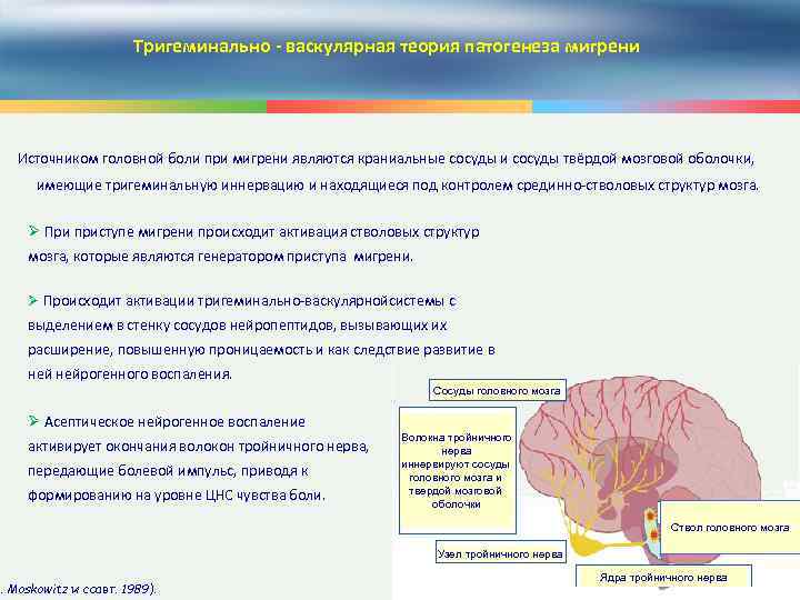 Тригеминально - васкулярная теория патогенеза мигрени Источником головной боли при мигрени являются краниальные сосуды