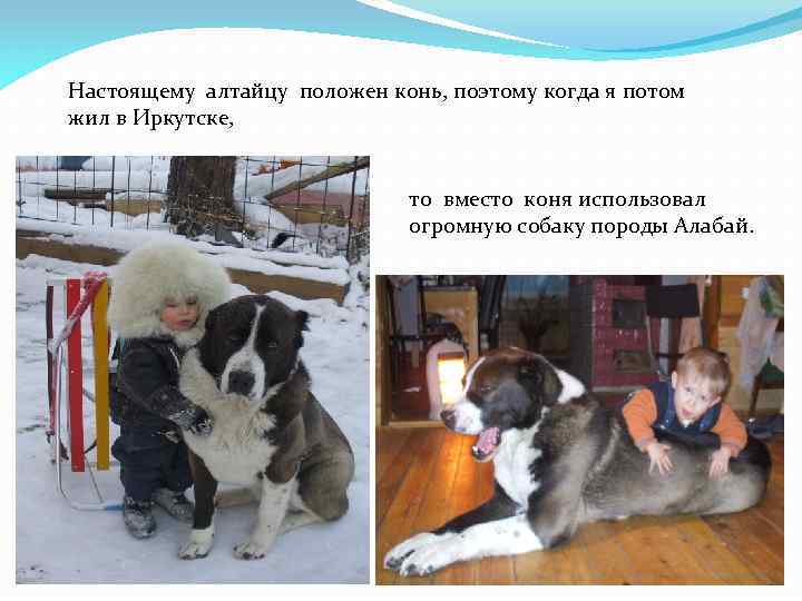 Настоящему алтайцу положен конь, поэтому когда я потом жил в Иркутске, то вместо коня