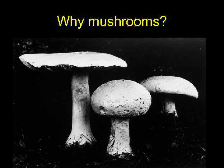Why mushrooms? 