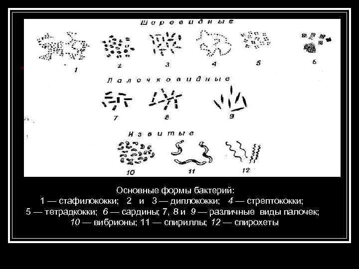 Основные формы бактерий: 1 — стафилококки; 2 и 3 — диплококки; 4 — стрептококки;