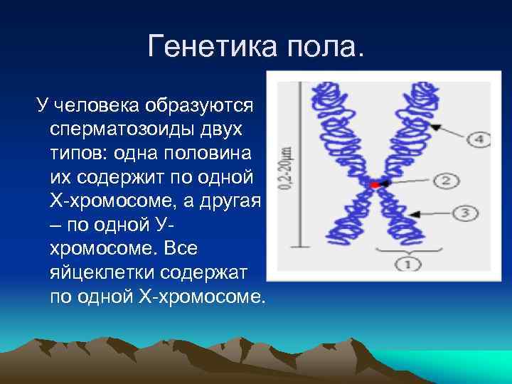 Генетика пола. У человека образуются сперматозоиды двух типов: одна половина их содержит по одной