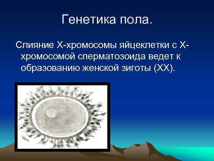 Генетика пола. Слияние Х-хромосомы яйцеклетки с Ххромосомой сперматозоида ведет к образованию женской зиготы (ХХ).