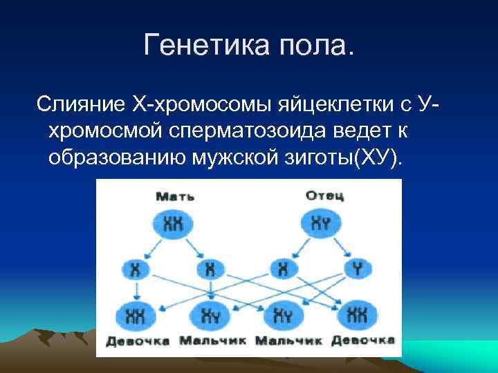 Генетическое поле