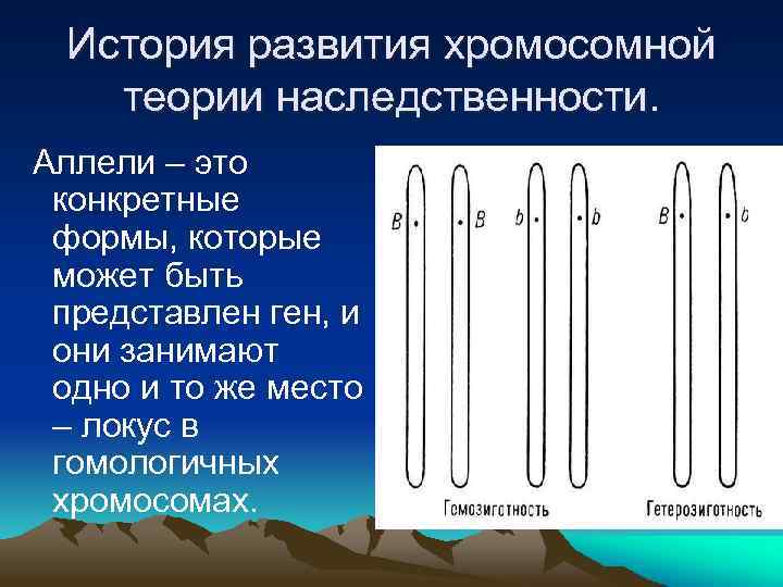 История развития хромосомной теории наследственности. Аллели – это конкретные формы, которые может быть представлен