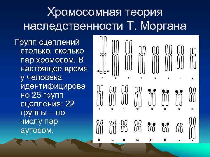 Теория наследственности. Теория т Моргана. Теории наследственности т. Моргана. Хромосомные т Морган. Хромосомная наследственность Томаса Моргана.