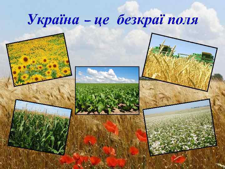 Україна – це безкраї поля 