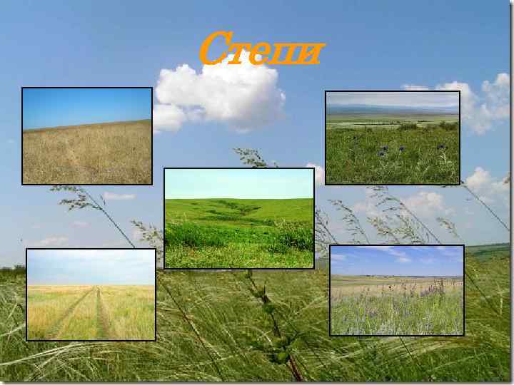Степи 