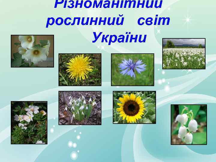 Різноманітний рослинний світ України 