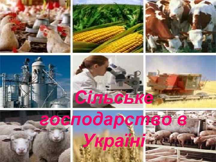 Сільське господарство в Україні 