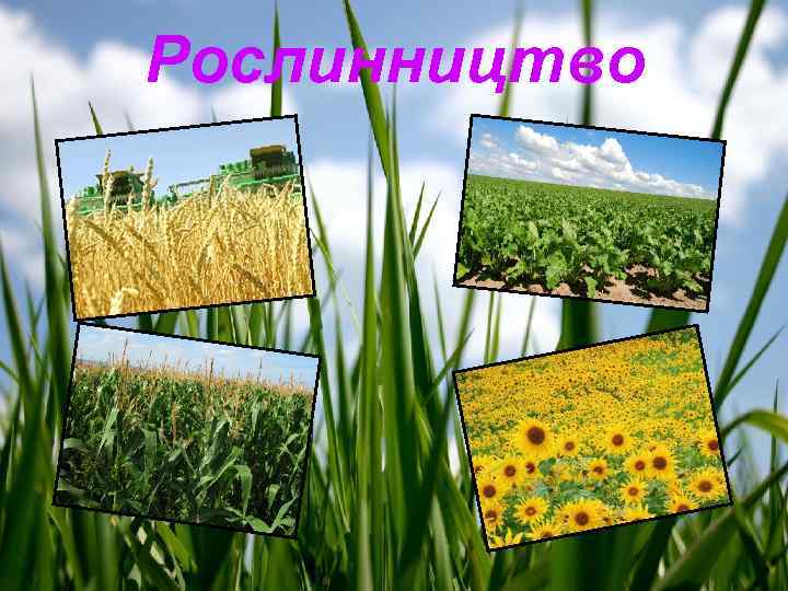 Рослинництво 