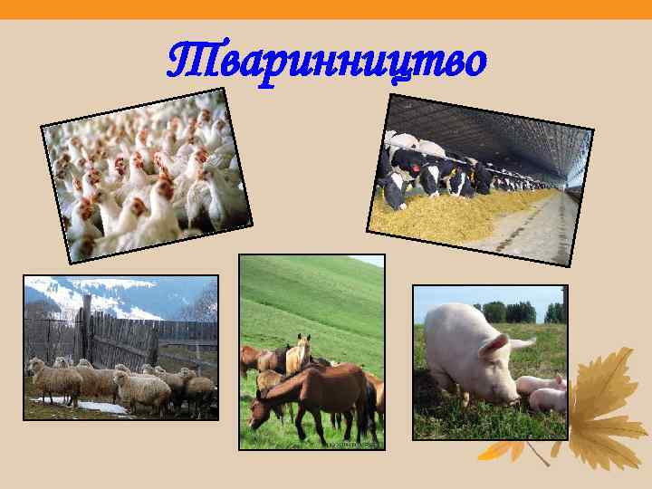 Тваринництво 