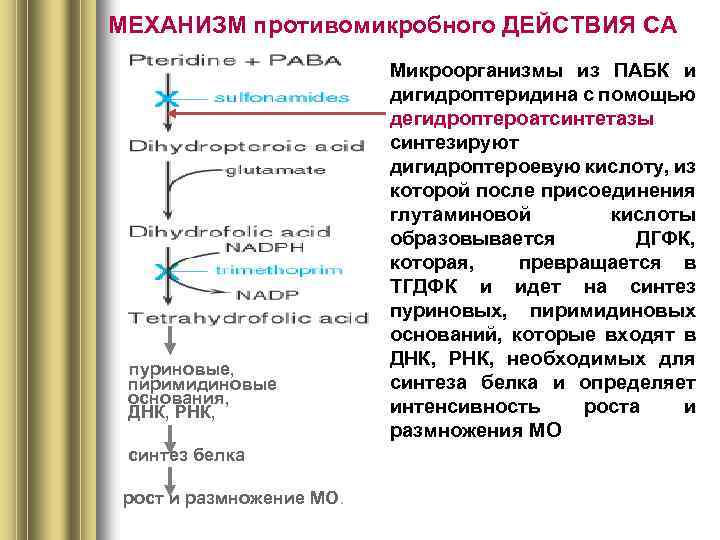 МЕХАНИЗМ противомикробного ДЕЙСТВИЯ СА пуриновые, пиримидиновые основания, ДНК, РНК, синтез белка рост и размножение