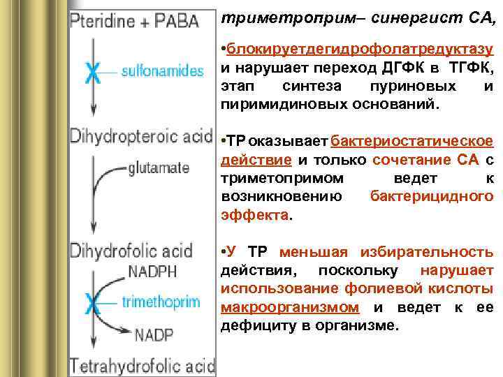 триметроприм– синергист СА, • блокируетдегидрофолатредуктазу и нарушает переход ДГФК в ТГФК, этап синтеза пуриновых