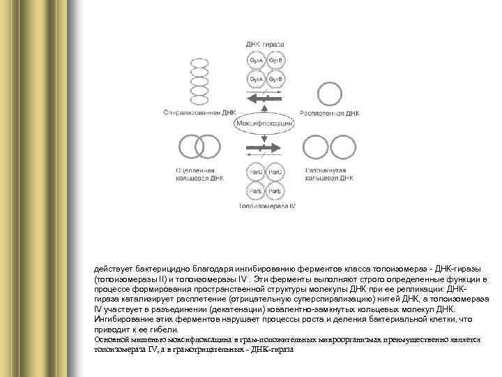 действует бактерицидно благодаря ингибированию ферментов класса топоизомераз - ДНК-гиразы (топоизомеразы II) и топоизомеразы IV.
