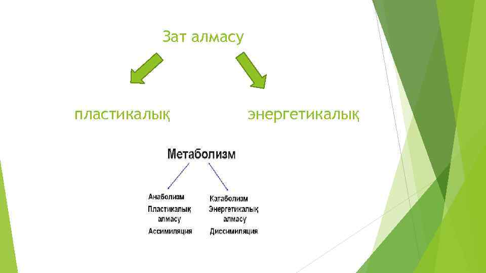 Зат алмасу пластикалық энергетикалық 