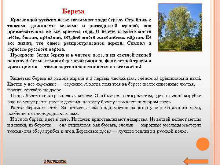 Береза Красавицей русских лесов называют люди березу. Стройная, с тонкими длинными ветвями и раскидистой