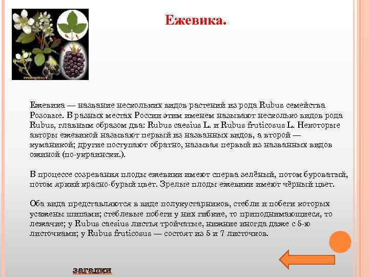 Ежевика. Ежевика — название нескольких видов растений из рода Rubus семейства Розовые. В разных