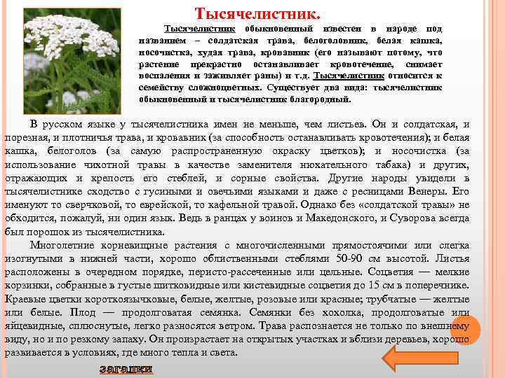 Тысячелистник обыкновенный известен в народе под названием – солдатская трава, белоголовник, белая кашка, носочистка,