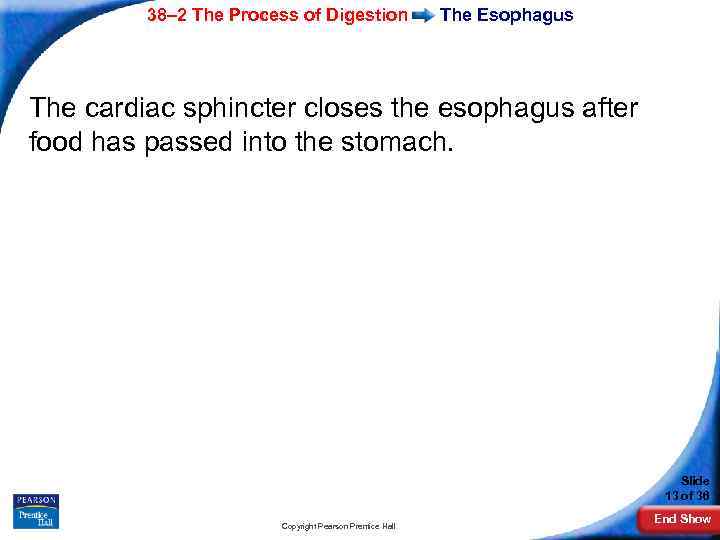 38– 2 The Process of Digestion The Esophagus The cardiac sphincter closes the esophagus