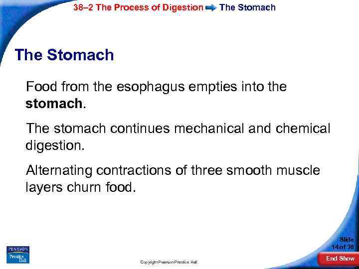 38– 2 The Process of Digestion The Stomach Food from the esophagus empties into