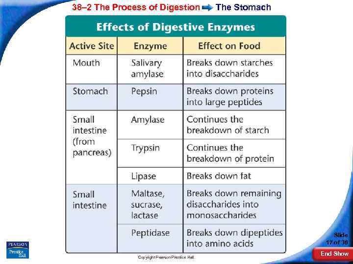 38– 2 The Process of Digestion The Stomach Slide 17 of 36 Copyright Pearson