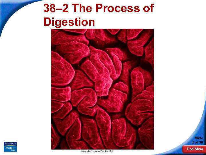 38– 2 The Process of Digestion Slide 2 of 36 Copyright Pearson Prentice Hall