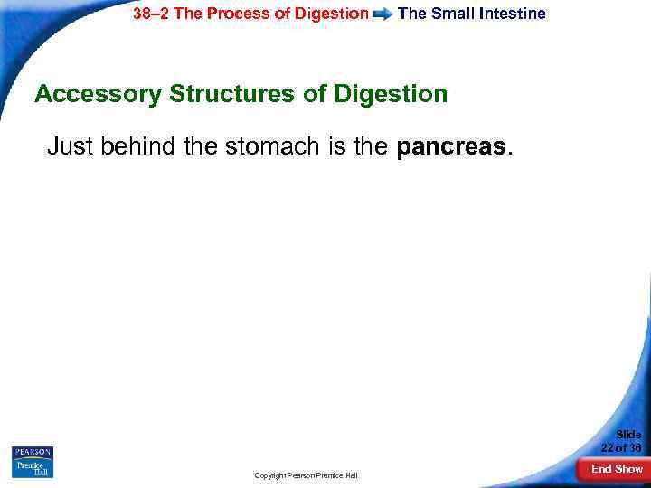 38– 2 The Process of Digestion The Small Intestine Accessory Structures of Digestion Just