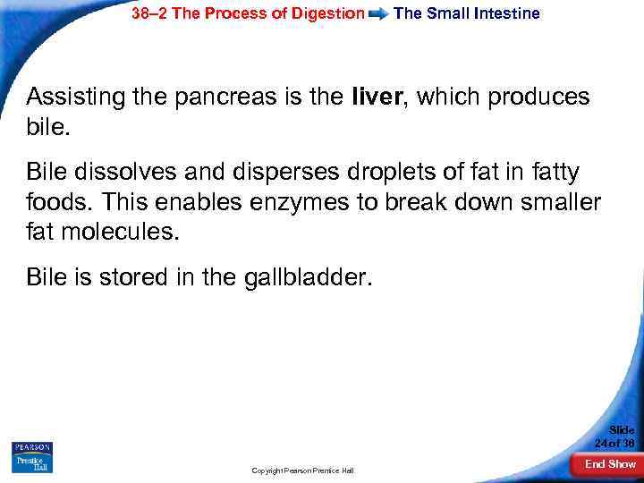 38– 2 The Process of Digestion The Small Intestine Assisting the pancreas is the