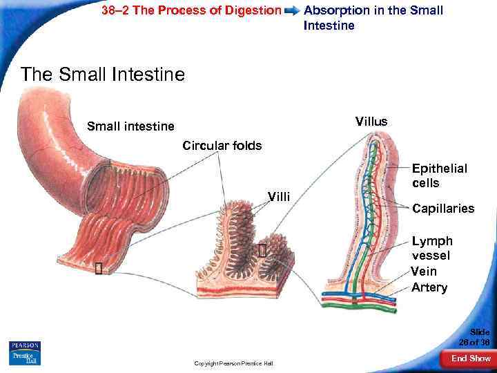 38– 2 The Process of Digestion Absorption in the Small Intestine The Small Intestine