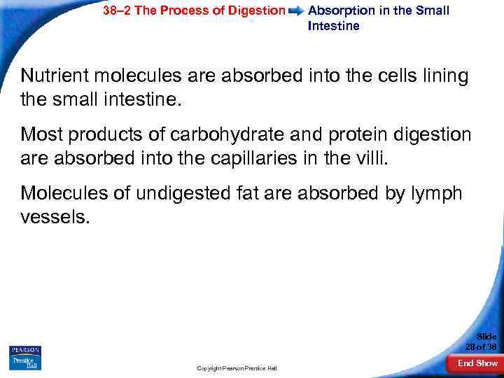 38– 2 The Process of Digestion Absorption in the Small Intestine Nutrient molecules are