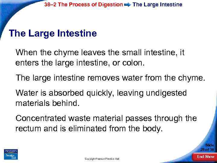 38– 2 The Process of Digestion The Large Intestine When the chyme leaves the