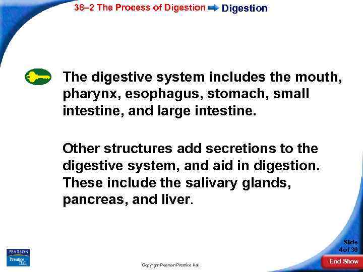 38– 2 The Process of Digestion The digestive system includes the mouth, pharynx, esophagus,