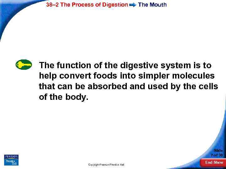 38– 2 The Process of Digestion The Mouth The function of the digestive system