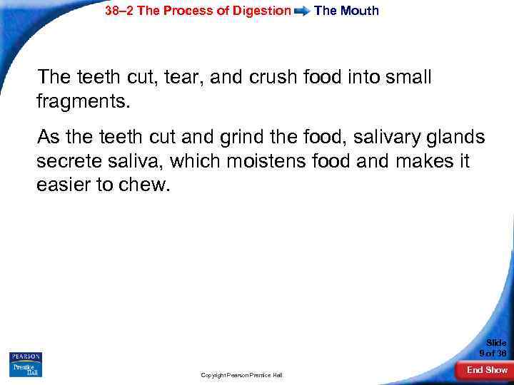 38– 2 The Process of Digestion The Mouth The teeth cut, tear, and crush