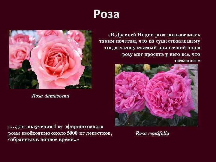 Роза «В Древней Индии роза пользовалась таким почетом, что по существовавшему тогда закону каждый