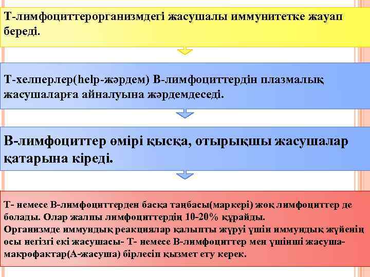 Т-лимфоциттерорганизмдегі жасушалы иммунитетке жауап береді. Т-хелперлер(help-жәрдем) В-лимфоциттердін плазмалық жасушаларға айналуына жәрдемдеседі. В-лимфоциттер өмірі қысқа,