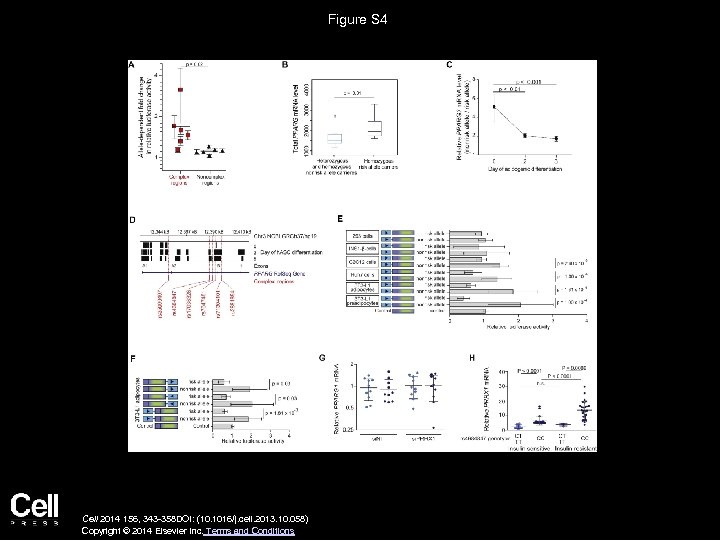 Figure S 4 Cell 2014 156, 343 -358 DOI: (10. 1016/j. cell. 2013. 10.