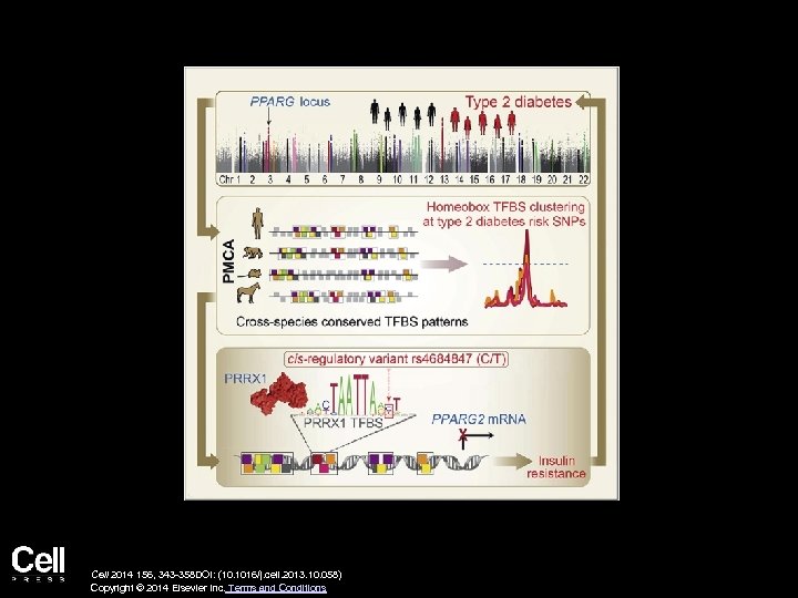 Cell 2014 156, 343 -358 DOI: (10. 1016/j. cell. 2013. 10. 058) Copyright ©