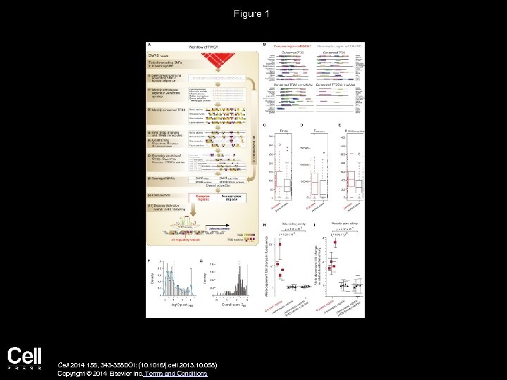Figure 1 Cell 2014 156, 343 -358 DOI: (10. 1016/j. cell. 2013. 10. 058)