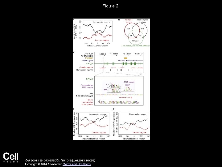 Figure 2 Cell 2014 156, 343 -358 DOI: (10. 1016/j. cell. 2013. 10. 058)