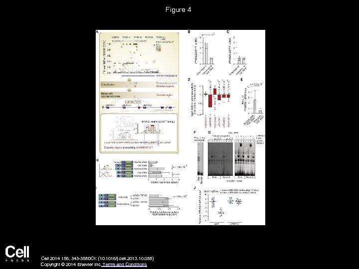 Figure 4 Cell 2014 156, 343 -358 DOI: (10. 1016/j. cell. 2013. 10. 058)