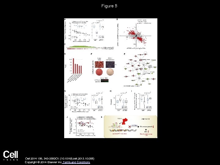 Figure 5 Cell 2014 156, 343 -358 DOI: (10. 1016/j. cell. 2013. 10. 058)