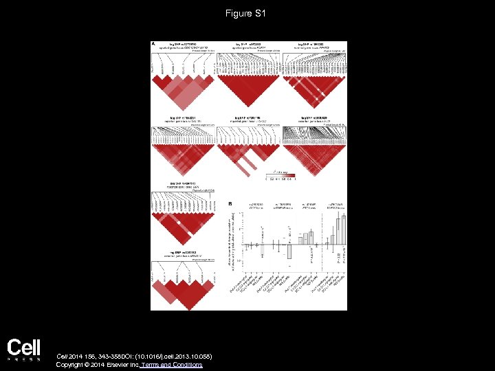 Figure S 1 Cell 2014 156, 343 -358 DOI: (10. 1016/j. cell. 2013. 10.