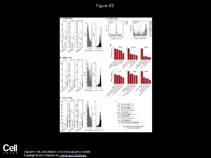 Figure S 3 Cell 2014 156, 343 -358 DOI: (10. 1016/j. cell. 2013. 10.