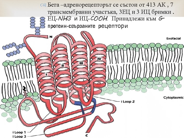  Бета –адренорецепторът се състои от 413 АК , 7 трансмембранни участъка, 3 ЕЦ