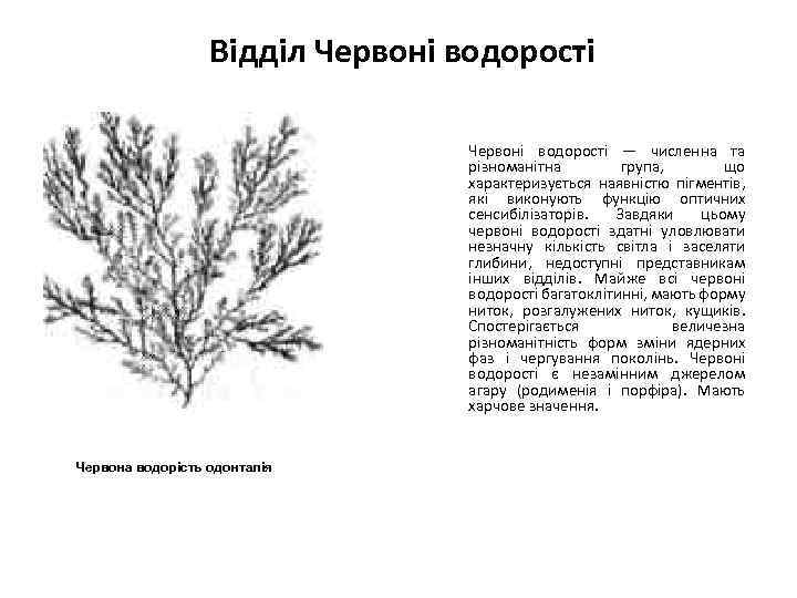 Відділ Червоні водорості — численна та різноманітна група, що характеризується наявністю пігментів, які виконують
