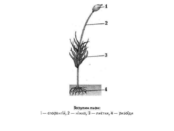 Зозулин льон: і — спорангій, 2 — ніжка, 3 — листки, 4 — ризоїди
