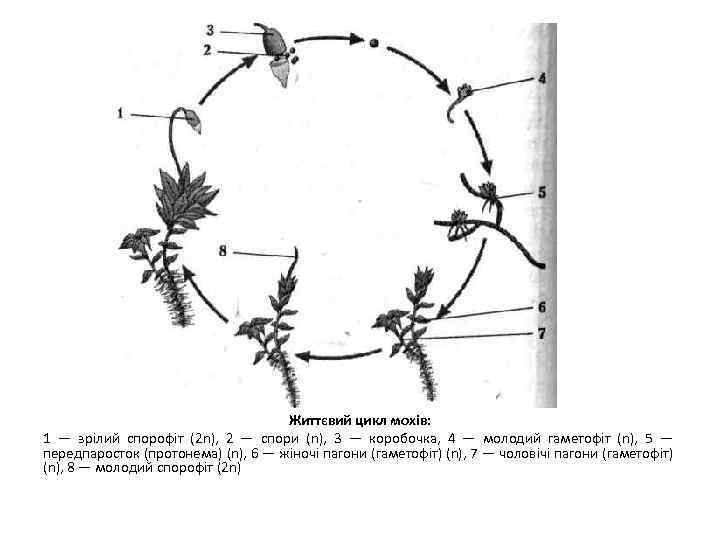 Життєвий цикл мохів: 1 — зрілий спорофіт (2 n), 2 — спори (n), 3