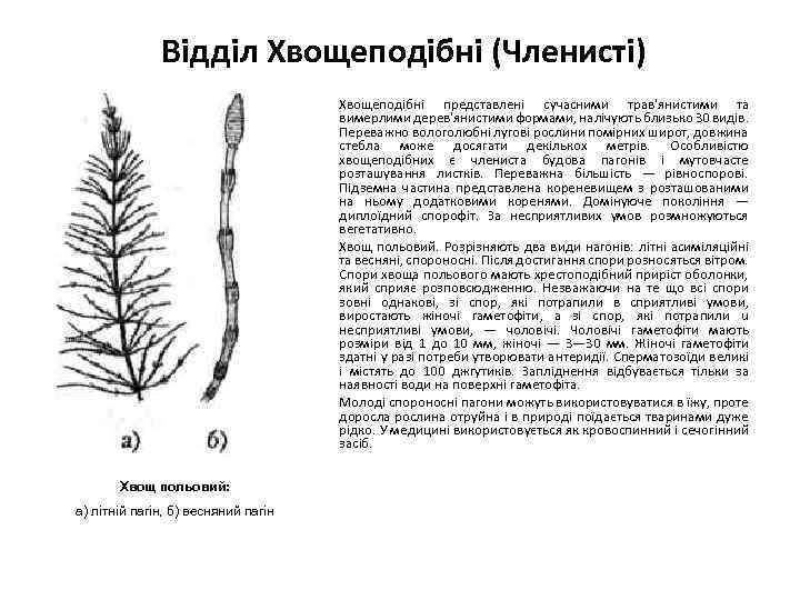 Відділ Хвощеподібні (Членисті) Хвощеподібні представлені сучасними трав'янистими та вимерлими дерев'янистими формами, налічують близько 30
