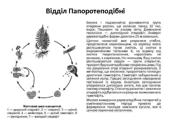 Відділ Папоротеподібні Життєвий цикл папоротей: 1 — дорослий спорофіт, 2 — спорангії, 3 —